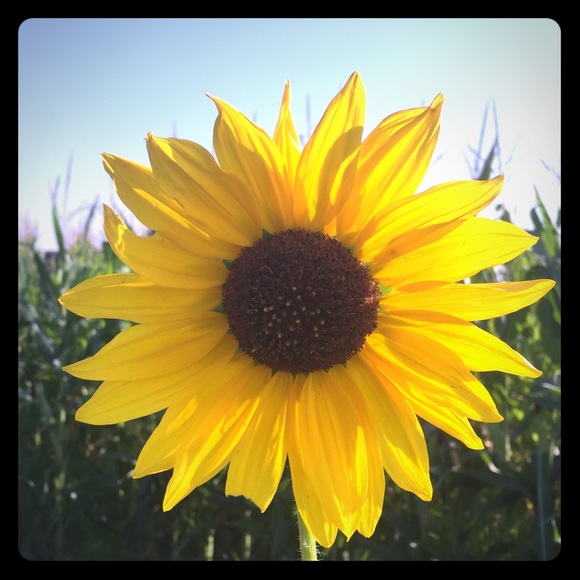 Meet your Posher, Dana - Picture 1 of 1